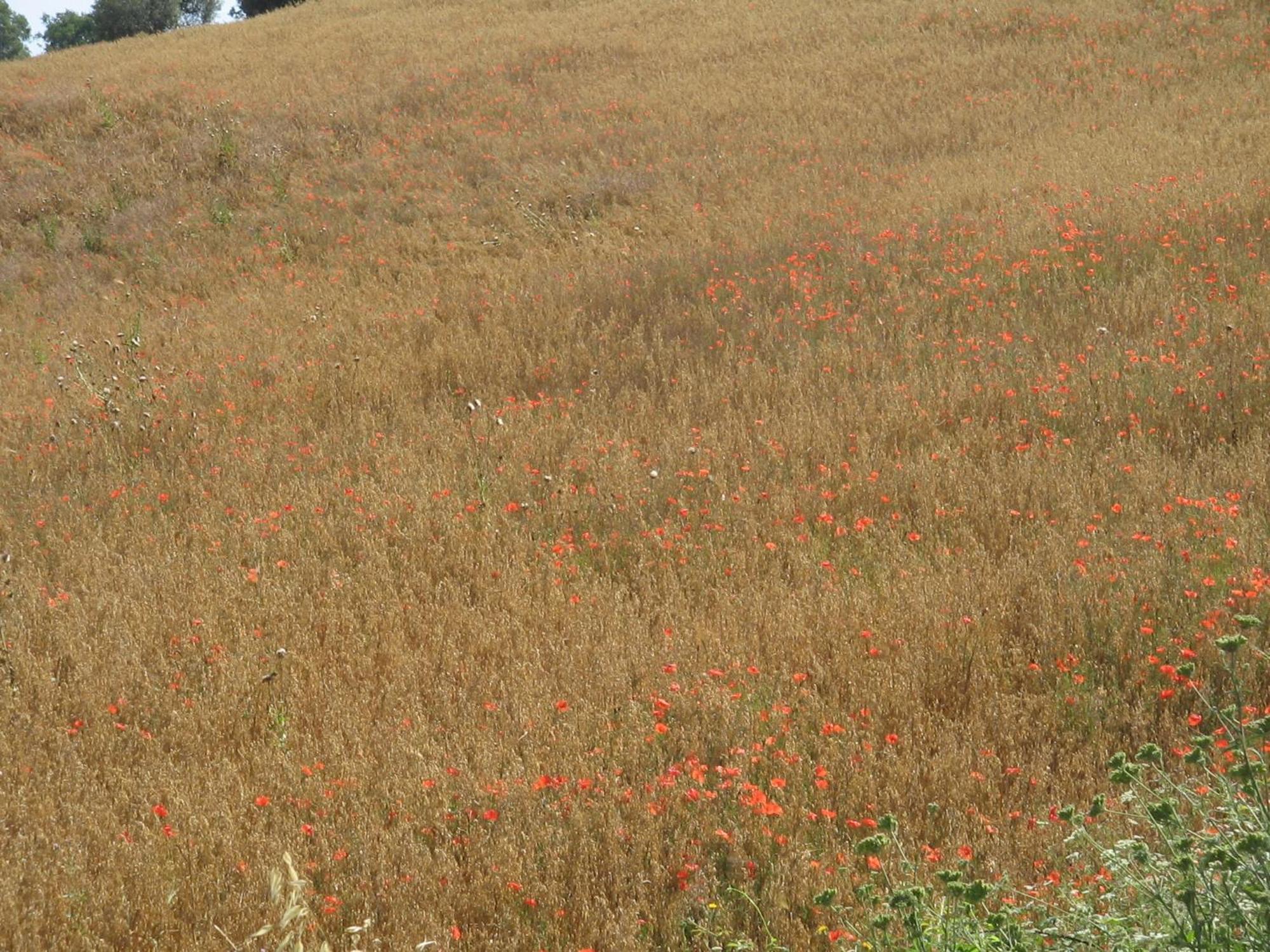 Agriturismo Cavallin Del Bufalo Manciano Eksteriør billede